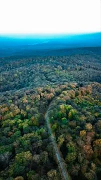 The Forest Stock Photos