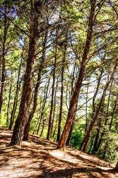 Forest 스톡 사진