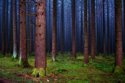 Forest Stock Photos