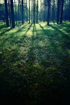 Forest Stock Photos