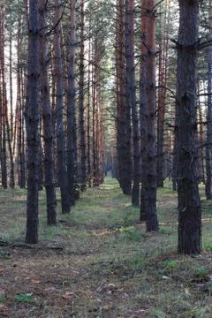 Forest Foto stock