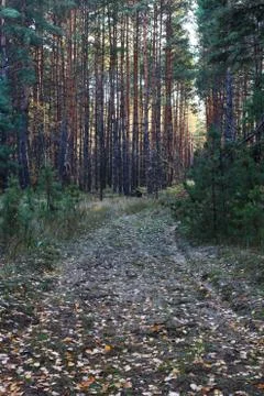 Forest Foto stock