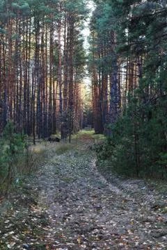 Forest Stock Photos
