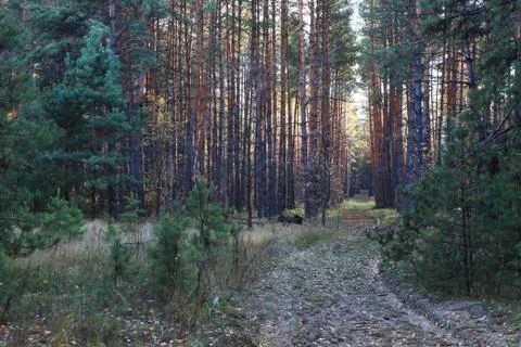 Forest Foto stock