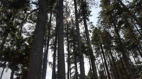 The Forest Stock Photos