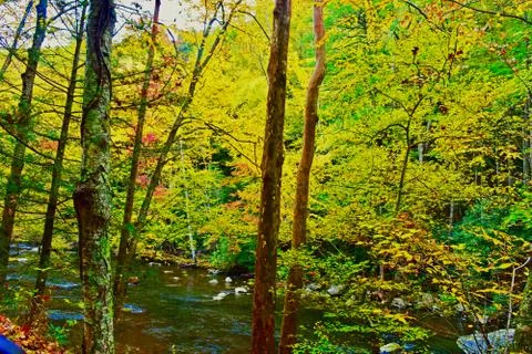 FOREST Stock Photos