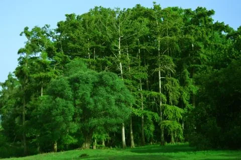 A forest Stock Photos