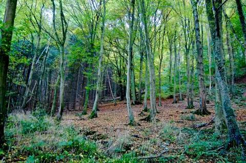 Forest Stock Photos