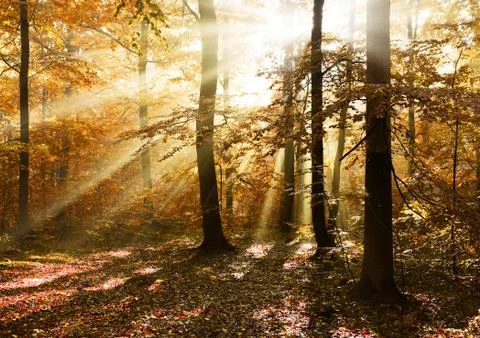 Forest Stock-Fotos