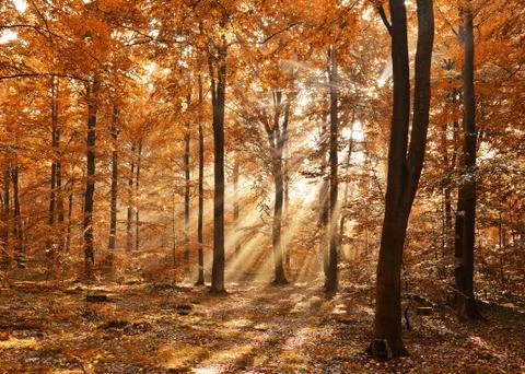 Forest 스톡 사진