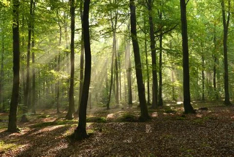 Forest Foto stock