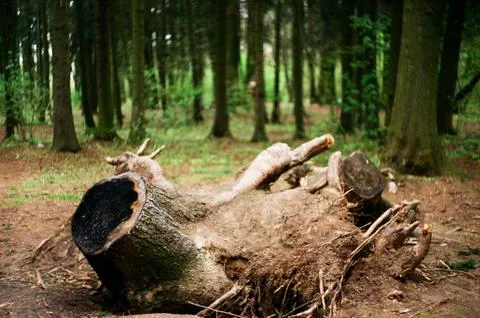 In the forest 스톡 사진