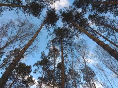 Forest Stock Photos