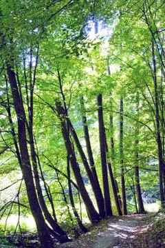 Forest 스톡 사진