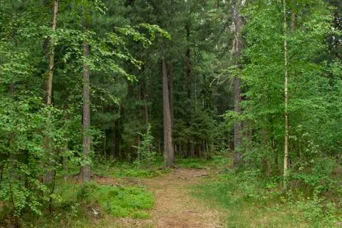 Forest. Stock Photos