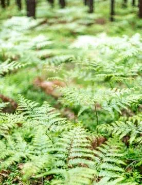 Forest Stock Photos