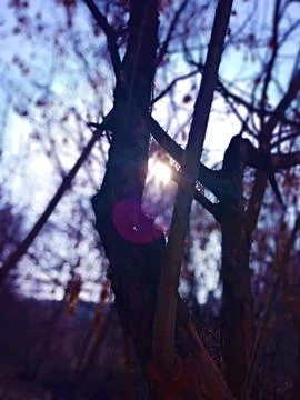 Forest 스톡 사진