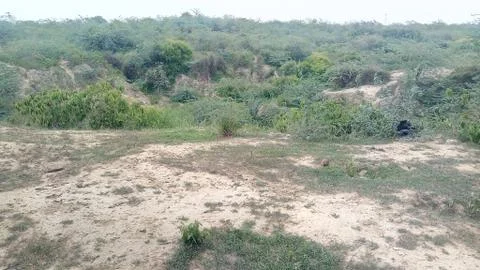 This is the forest Stock Photos