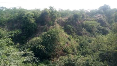 This is the forest Stock Photos