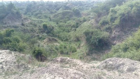 This is the forest Stock Photos