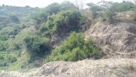 This is the forest. Stock Photos