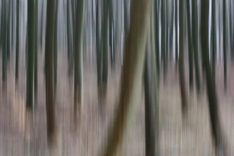 Forest Stock Photos