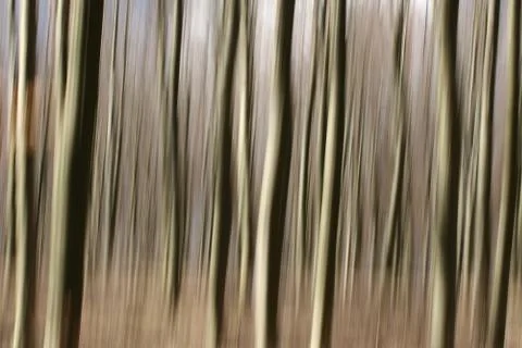 Forest Stock Photos