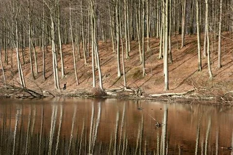 In the forest Foto stock