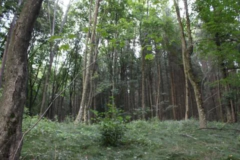 Forest Stock Photos
