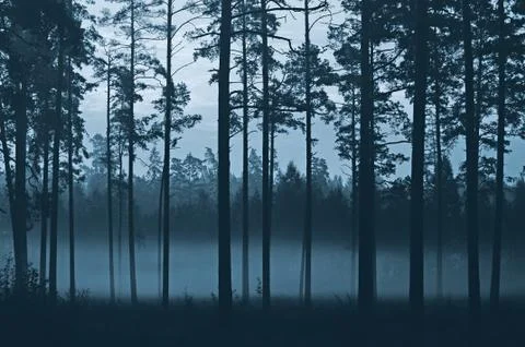 Forest Foto stock