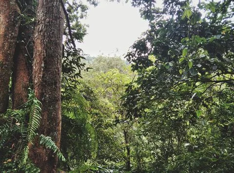 In the forest.  Stock Photos