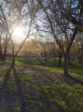 Forest 스톡 사진