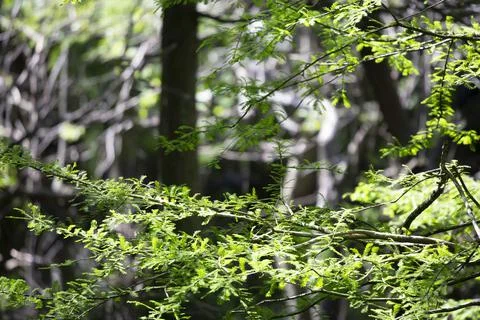 Into the Forest Stock Photos