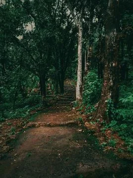 Forest Stock Photos