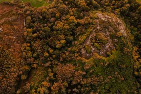 Forest Stock Photos