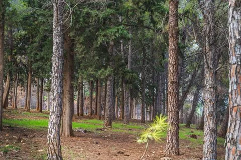 In the forest Stock Photos