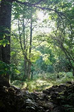 Forest Stock Photos