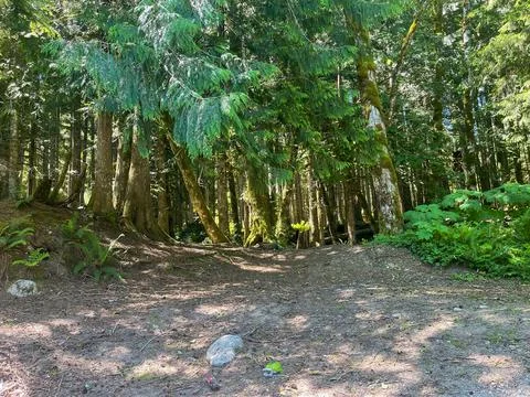 The forest Stock Photos