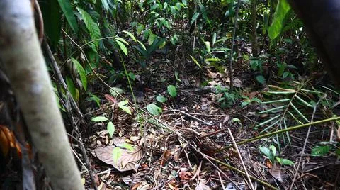 In Forest 写真素材