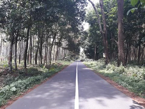 Forest Stock-Fotos
