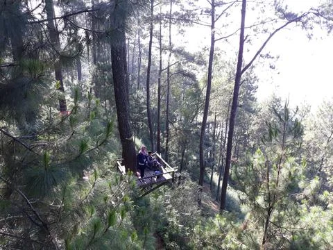 Forest Stock-Fotos