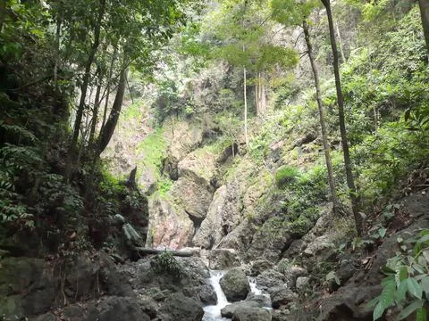 Forest Stock Photos