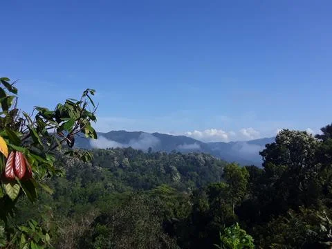 The forest Stock Photos