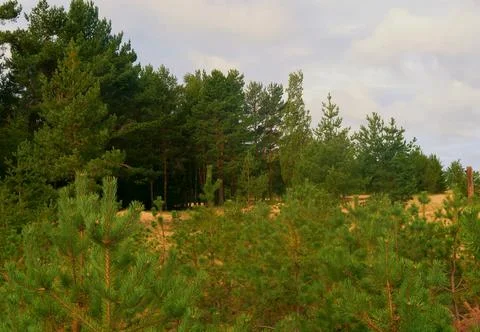 Forest Foto stock