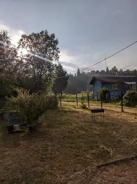 Forest 스톡 사진