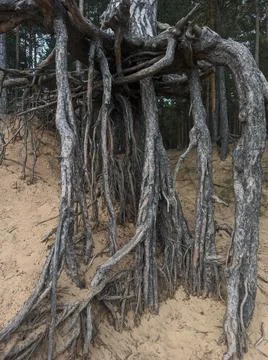 Forest 스톡 사진