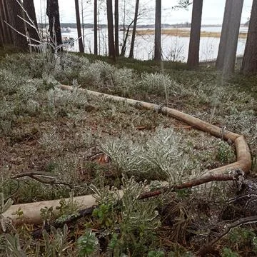 Forest 스톡 사진