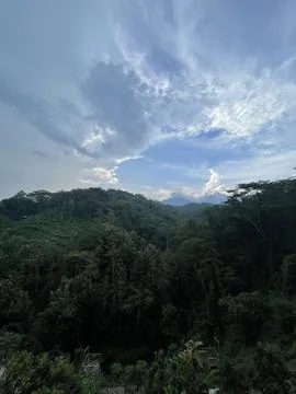 Forest Stock Photos