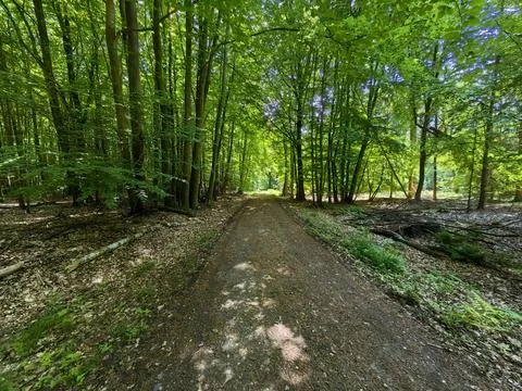 Forest Stock Photos