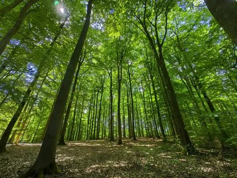 Forest Stock Photos